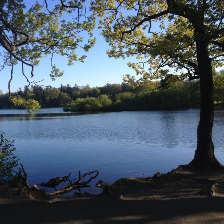 Still, calm lake. Peaceful, calm, blue-water lake surrounded by trees.