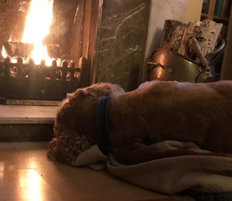 Dog sleeping beside a fire. Peace. Dog sleeping peacefully on its side, beside a log fire.